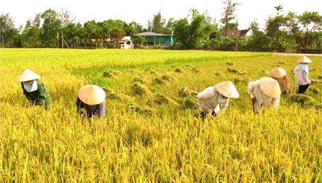 Nguồn nhân lực qua đào tạo: Yếu tố quan trọng hàng đầu của Hợp tác xã nông nghiệp (29/3/2018)